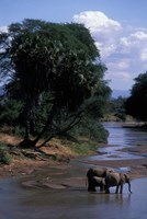 Elephant Herd Along Uaso Nyiro River, Samburu National Reserve, Kenya Fine Art Print