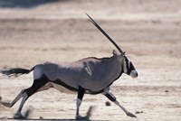 Gemsbok Runs Along Dry Salt Pan, Etosha National Park, Namibia Fine Art Print