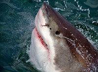 Great White Shark breaks the surface of the water in Capetown, False Bay, South Africa Fine Art Print