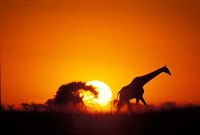Giraffe Walks Past Setting Sun, Chobe River, Chobe National Park, Botswana Fine Art Print