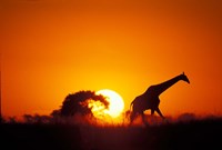 Giraffe Walks Past Setting Sun, Chobe River, Chobe National Park, Botswana Fine Art Print