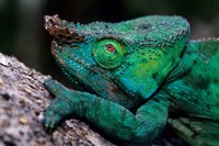 Chameleons in the Analamazaotra National Park, Madagascar Fine Art Print