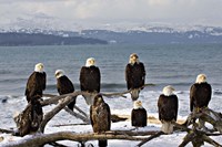 Bald Eagles in Winter, Homer, Alaska Fine Art Print