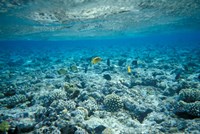 Crystal Clear Waters and Sea Life of the Red Sea, Egypt Fine Art Print