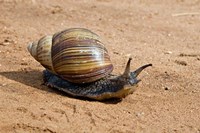 Giant African Land Snail, Tanzania Fine Art Print