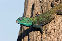 Green-Headed Agama Lizard, Tanzania Fine Art Print