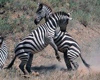 Fighting Burchell's Zebra, Serengeti, Tanzania Fine Art Print