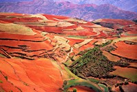 China, Yunnan, Tilled Red Laterite, Agriculture Fine Art Print