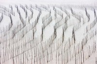 Agriculture, Bamboo sticks, drying seaweed, Xiapu, China Fine Art Print