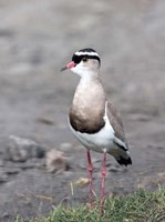 Africa, Tanzania, Serengeti. Crowned Lapwing. Fine Art Print