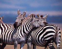 Group of Zebras, Masai Mara, Kenya Fine Art Print