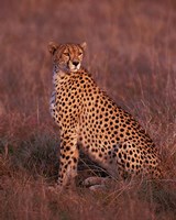 Cheetah sitting, Masai Mara, Kenya Fine Art Print