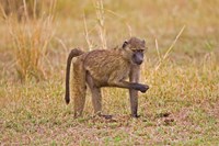 Baboons near the bush in the Maasai Mara, Kenya Fine Art Print