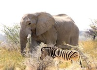 African Elephant and Zebra at Namutoni Resort, Namibia Fine Art Print