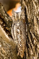 African Scops Owl in Tree, Namibia Fine Art Print