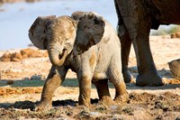 Baby African Elephant in Mud, Namibia Fine Art Print