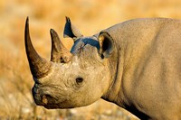 Black Rhinoceros at Halali Resort, Namibia Fine Art Print