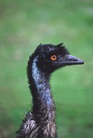 Emu Portrait, Australia Fine Art Print