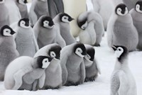 Emperor Penguins on ice, Snow Hill Island, Antarctica Fine Art Print
