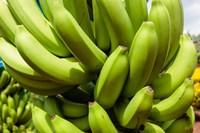 Africa, Cameroon, Tiko. Bunches of bananas at banana plantation. Fine Art Print