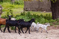 Africa, Mozambique, Ibo Island, Quirimbas NP. Goats running down path. Fine Art Print