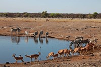 Africa, Namibia, Etosha. Black Faced Impala in Etosha NP. Fine Art Print