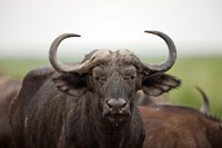 African Buffalo wildlife, Uganda Fine Art Print