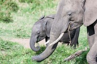 African bush elephant calf eating in Maasai Mara, Kenya Fine Art Print