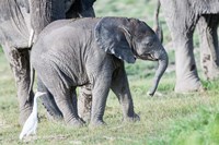 African bush elephant calf in Amboseli National Park, Kenya Fine Art Print