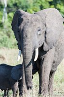 African bush elephant, Maasai Mara, Kenya Fine Art Print