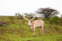 White Ankole-Watusi cattle. Mbarara, Ankole, Uganda. Fine Art Print