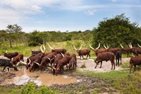 Ankole-Watusi cattle. Uganda Fine Art Print
