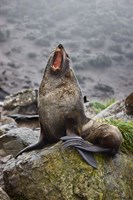 Antarctica, South Georgia, Elsehul Bay, Fur seal Fine Art Print