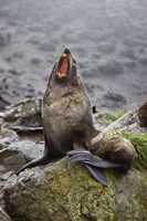 Antarctica, South Georgia, Elsehul Bay, Fur seal by Jaynes Gallery - various sizes