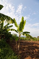 Banana Agriculture, Rift Valley, Ethiopia Fine Art Print