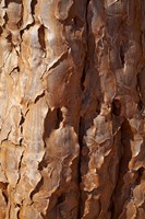 Bark on trunk of Quiver Tree, near Fish River Canyon, Namibia Fine Art Print