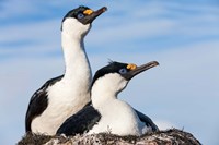 Blue-eyed Shags on its nest, Petermann Island, Antarctica. Fine Art Print