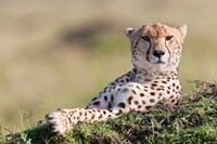 Cheetah, Kenya Fine Art Print