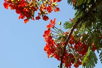 Close-up of African flame tree, Stone Town, Zanzibar, Tanzania Fine Art Print