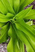 Close-up shot of dewdrops plant, Ibo Island, Morocco Fine Art Print
