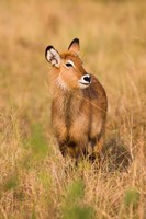 Defassa Waterbuck wildlife, Uganda Fine Art Print