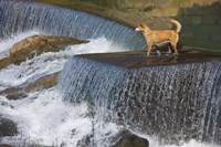 Dog on the waterfall, Pingnan, Fujian, China Fine Art Print