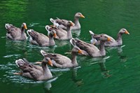 Ducks on the lake, Zhejiang Province, China Fine Art Print