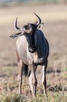 Eastern white-bearded wildebeest, Amboseli National Park, Kenya Fine Art Print