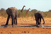 Elephants and giraffes, Etosha, Namibia Fine Art Print