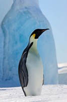 Emperor Penguin on ice, Snow Hill Island, Antarctica Fine Art Print