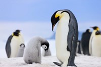 Emperor Penguins, Antarctica Fine Art Print