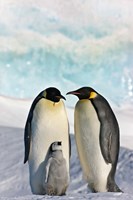 Three Emperor Penguin, Snow Hill Island, Antarctica by Keren Su - various sizes