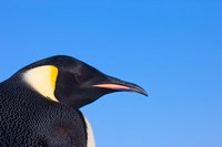 Head of Emperor Penguin, Antarctica Fine Art Print