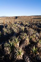 Escarpment of Sanetti Plateau, red hot poker plants, Bale Mountains, Ethiopia Fine Art Print
